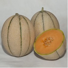 Диня Массімо F1 500 нас. Сінгента (Syngenta)