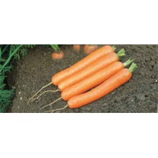 Морква Дордонь (Фракція 1,4-1,6 мм) 50000сім. Сінгента(Syngenta)