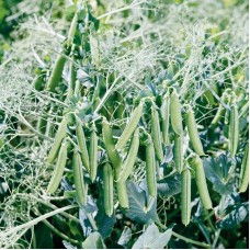 Горох овочевий Бінго 100 000 нас. Сингента (Syngenta)