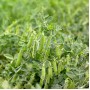 Горох овочевий Ельдорадо 100 000 нас. Сингента (Syngenta)