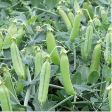 Горох овочевий Ельдорадо 100 000 нас. Сингента (Syngenta)