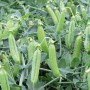 Горох овочевий Ельдорадо 100 000 нас. Сингента (Syngenta)