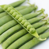 Горох овочевий Ідалго 100 000 нас. Сингента (Syngenta)