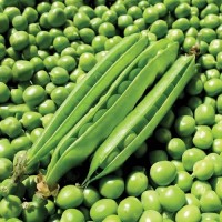 Горох овочевий Ламбадо 200 000 нас. Сингента (Syngenta)