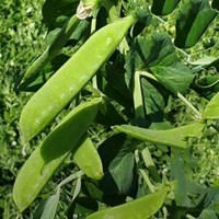 Горох овочевий Ларанго 100 000 нас. Сингента (Syngenta)