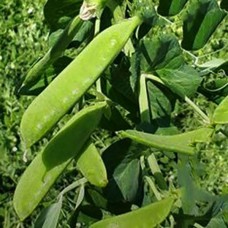 Горох овочевий Ларанго 100 000 нас. Сингента (Syngenta)