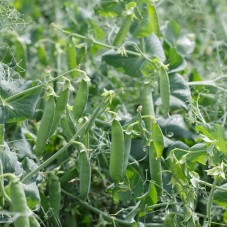 Горох овочевий Преладо 100 000 нас. Сингента (Syngenta)