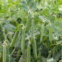 Горох овочевий Сомервуд 100 000 нас. Сингента (Syngenta)