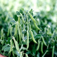 Горох овочевий Зонда 200 000 нас. Сингента (Syngenta)