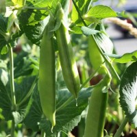 Горох овочевий Зонверт 200 000 нас. Сингента (Syngenta)