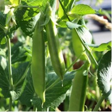 Горох овочевий Зонверт 200 000 нас. Сингента (Syngenta)