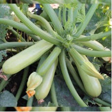 Кабачок Ангеліна F1 500 нас. Сингента (Syngenta)