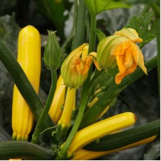 Кабачок Голден Глорі F1 500 нас. Сингента (Syngenta)