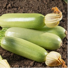 Кабачок Карізма F1 2 500 нас. Сингента (Syngenta)