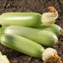 Кабачок Карізма F1 2 500 нас. Сингента (Syngenta)
