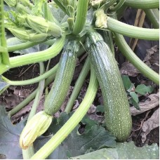 Кабачок Селіена F1 500 нас. Сингента (Syngenta)