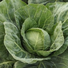 Капуста білоголова рання Джетодор F1 2500 нас. Сінгента (Syngenta)