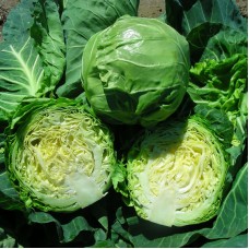 Капуста білоголова рання Кевін F1 2500 нас. Сінгента (Syngenta)