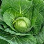 Капуста білоголова рання Кевін F1 2500 нас. Сінгента (Syngenta)