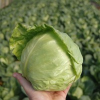 Капуста білоголова рання Лауда F1 2500 нас. Сінгента (Syngenta)