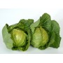 Капуста білоголова рання Мірор F1 2500 нас. Сінгента (Syngenta)