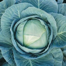 Капуста белокочанная поздняя Агрессор F1 2500 сем. Сингента (Syngenta)