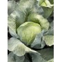 Капуста білоголова пізня Епікур F1 2500 нас. Сінгента (Syngenta)