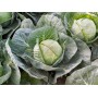 Капуста білоголова середня Галлікан F1 2500 нас. Сінгента (Syngenta)