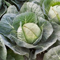 Капуста білоголова середня Галлікан F1 2500 нас. Сінгента (Syngenta)