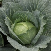 Капуста білоголова середня Глорія Стар F1 2500 нас. Сінгента (Syngenta)