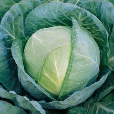 Капуста білоголова середня Грегоріан F1 2500 нас. Сінгента (Syngenta)