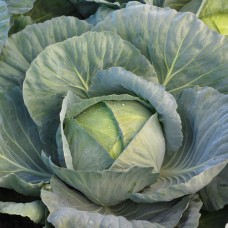 Капуста білоголова середня Кататор F1 2500 нас. Сінгента (Syngenta)