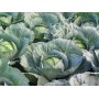Капуста білоголова середня Кататор F1 2500 нас. Сінгента (Syngenta)