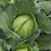 Капуста білоголова пізня Кеплер F1 2500 нас. Сінгента (Syngenta)