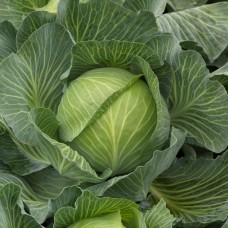 Капуста білоголова пізня Кеплер F1 2500 нас. Сінгента (Syngenta)