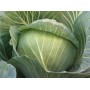 Капуста білоголова середня Кіласіс F1 2500 нас. Сінгента (Syngenta)