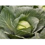 Капуста білоголова середня Кіласіс F1 2500 нас. Сінгента (Syngenta)