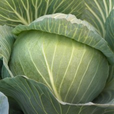 Капуста білоголова середня Кіласіс F1 2500 нас. Сінгента (Syngenta)