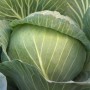 Капуста білоголова середня Кіласіс F1 2500 нас. Сінгента (Syngenta)