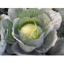 Капуста білоголова пізня Кіластор F1 2500 нас. Сінгента (Syngenta)