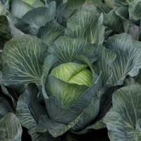 Капуста білоголова пізня Кіластор F1 2500 нас. Сінгента (Syngenta)