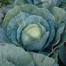 Капуста белокочанная поздняя Килогерб F1 2500 сем. Сингента (Syngenta)