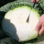 Капуста белокочанная поздняя Креатор F1 2500 сем. Сингента (Syngenta)