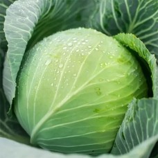 Капуста белокочанная поздняя Лексикон F1 2500 сем. Сингента (Syngenta)