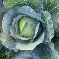 Капуста белокочанная поздняя Оратор F1 2500 сем. Сингента (Syngenta)