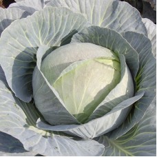 Капуста белокочанная поздняя Профессор F1 2500 сем. Сингента (Syngenta)