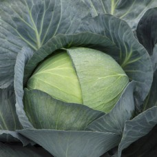 Капуста белокочанная поздняя Саксесор F1 2500 сем. Сингента (Syngenta)