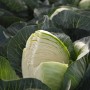 Капуста білоголова пізня Продікос F1 2500 нас. Сінгента (Syngenta)