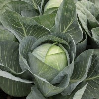 Капуста білоголова пізня Продікос F1 2500 нас. Сінгента (Syngenta)