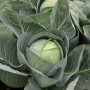 Капуста білоголова пізня Продікос F1 2500 нас. Сінгента (Syngenta)